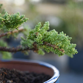 Perfect Plants Liquid Bonsai Fertilizer supports maples and evergreens with richer foliage.