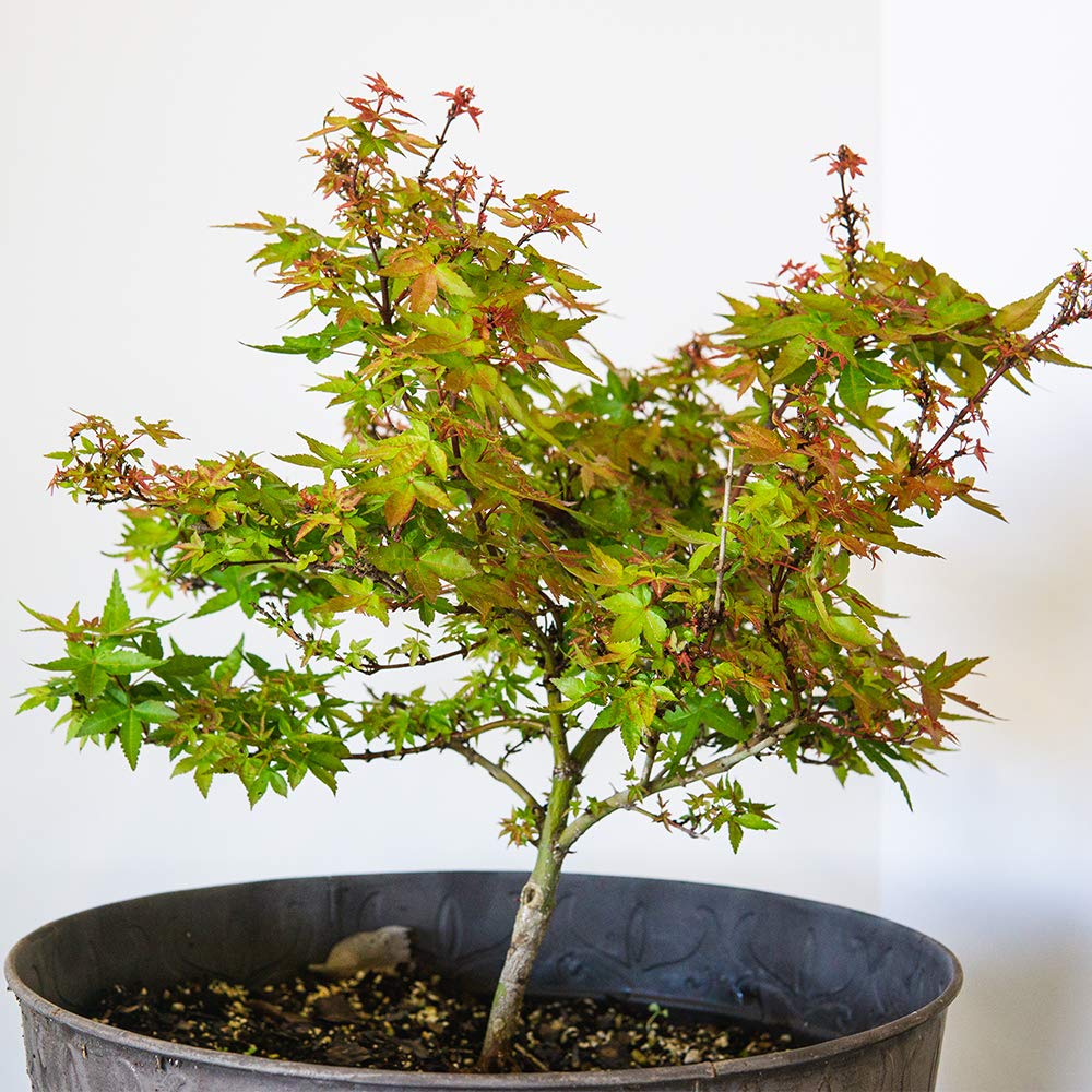 Perfect Plants Liquid Bonsai Fertilizer measuring dropper enables precise feeding for bonsai.