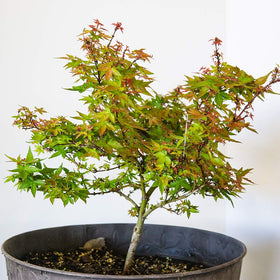 Perfect Plants Liquid Bonsai Fertilizer measuring dropper enables precise feeding for bonsai.