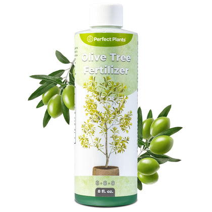 Perfect Plants Liquid Olive Tree Fertilizer bottle helps boost growth and fruiting.