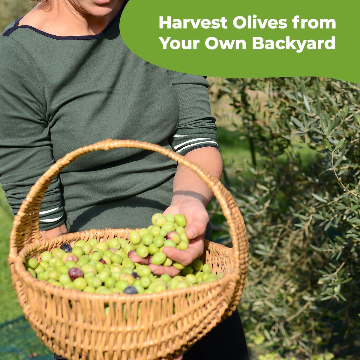 Perfect Plants liquid olive tree fertilizer label highlights premium ingredients and usage tips.