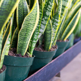 Perfect Plants Liquid Snake Plant Fertilizer cap keeps nutrients fresh and bottle resealable.