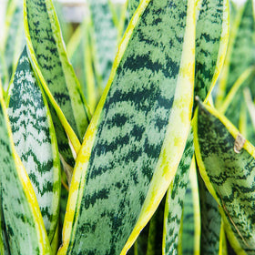 Perfect Plants Liquid Snake Plant Fertilizer label provides clear application guidance for sansevieria varieties.