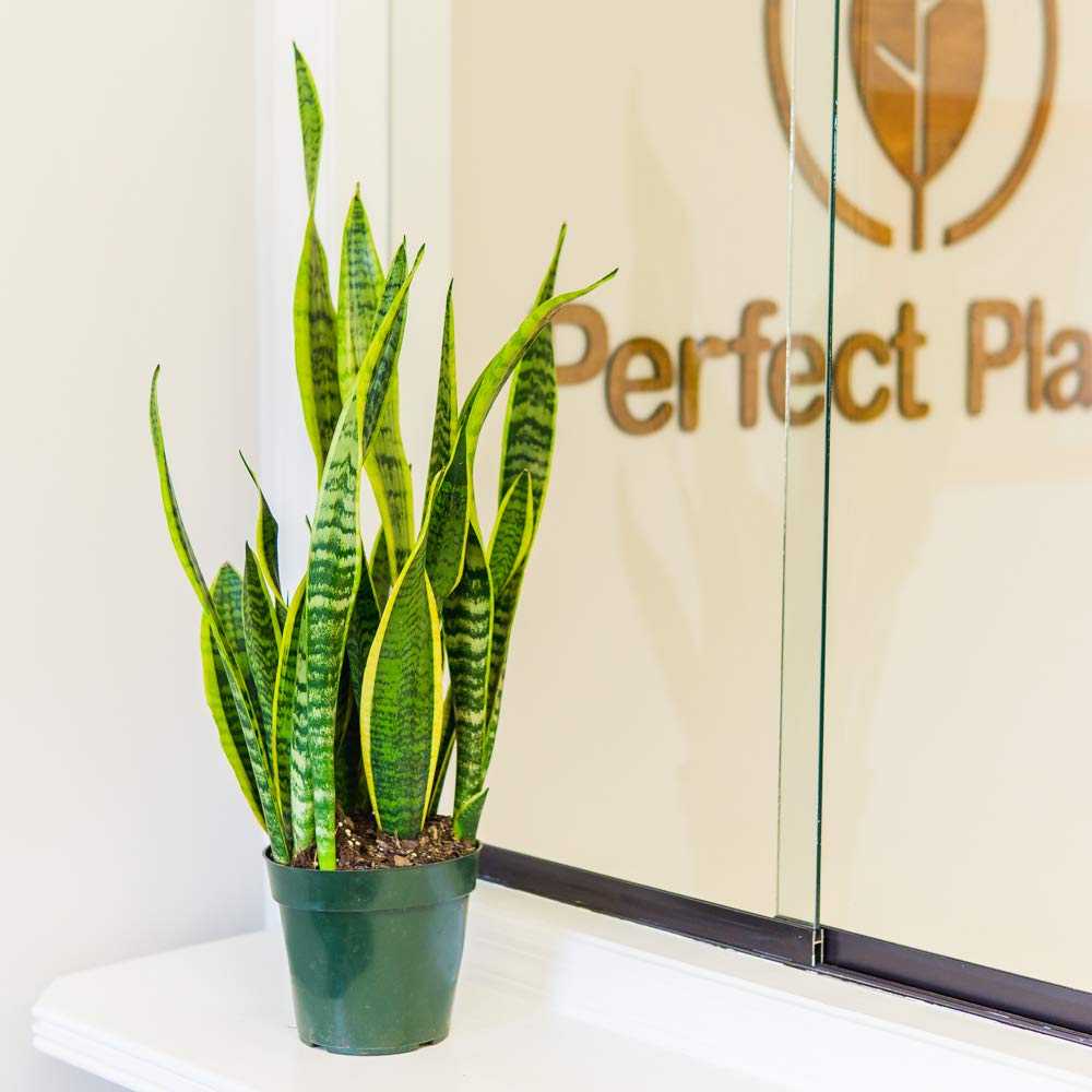 Perfect Plants fertilizer mix promotes vibrant leaf color and healthy-looking sansevieria after regular use.