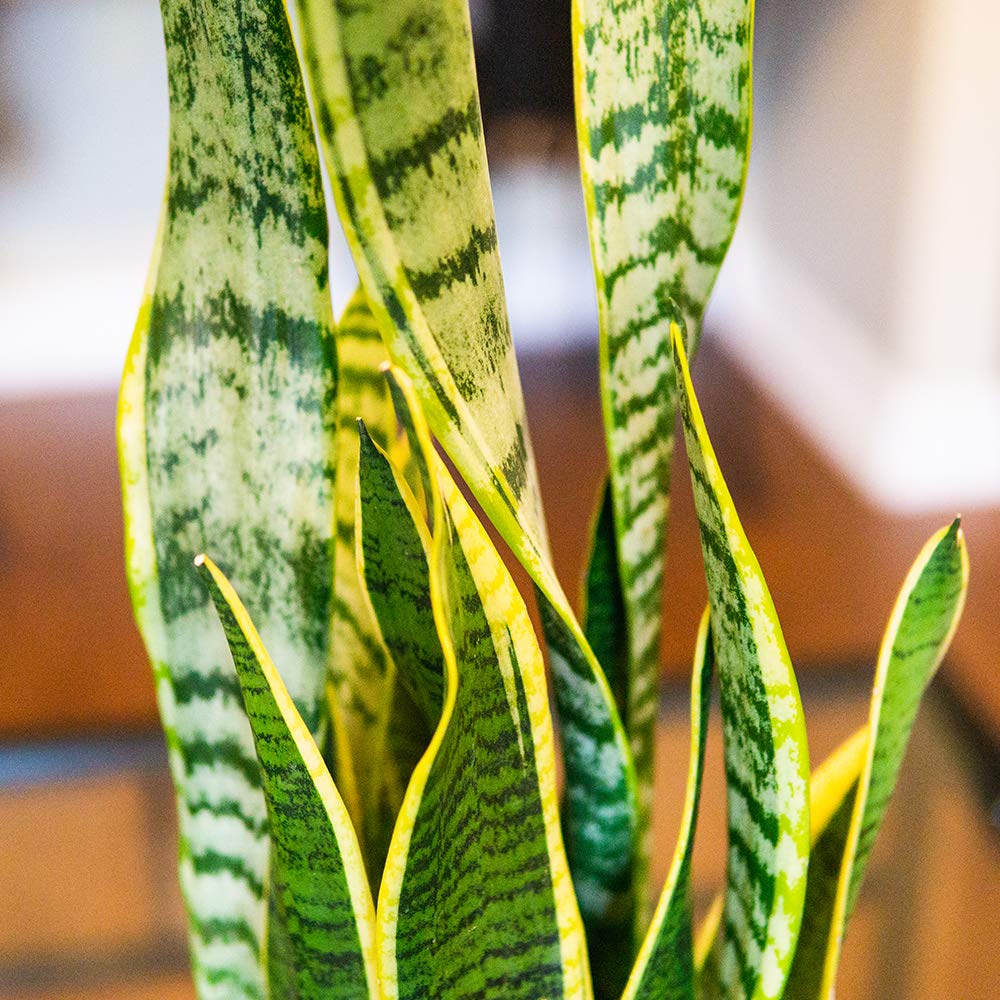 Perfect Plants Liquid Snake Plant Fertilizer pour shows quick mixing with water between feeds.