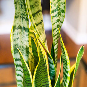 Perfect Plants Liquid Snake Plant Fertilizer pour shows quick mixing with water between feeds.