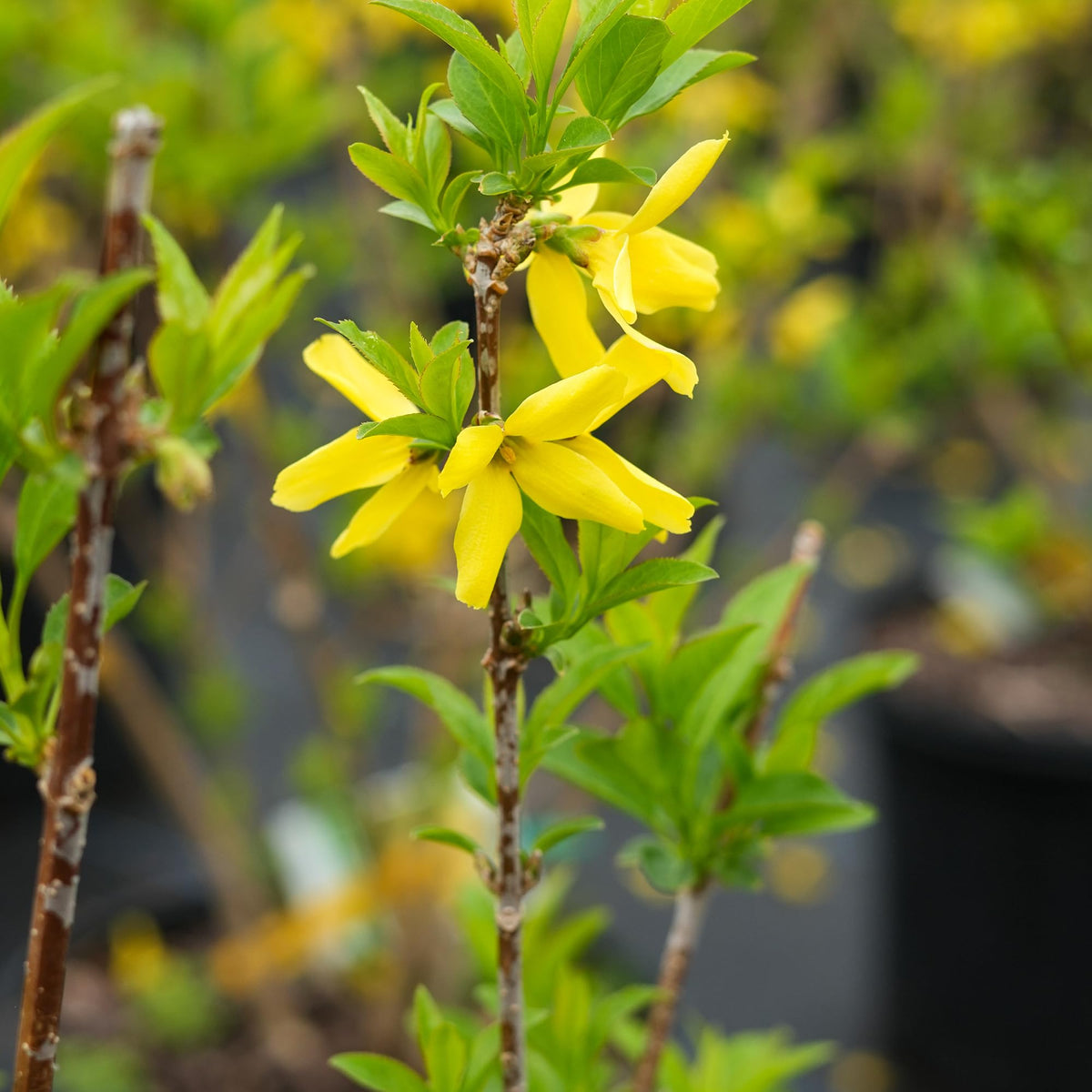 Lynwood Gold Forsythia arching branches create an elegant garden silhouette