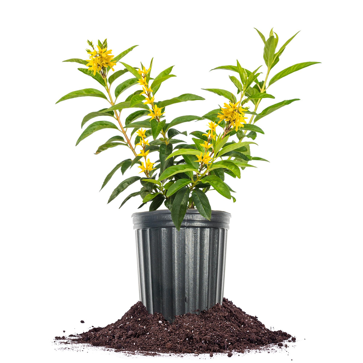 Perfect Plants Lynwood Gold Forsythia blooms in bright spring yellow, adding sunny color to the yard