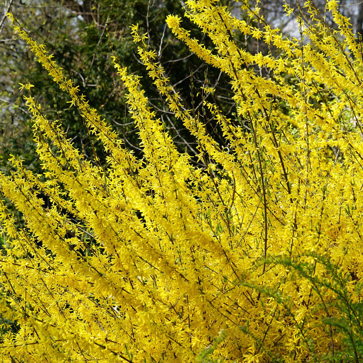 Lynwood Gold Forsythia is drought-tolerant and deer-resistant for easy care
