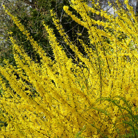 Lynwood Gold Forsythia is drought-tolerant and deer-resistant for easy care