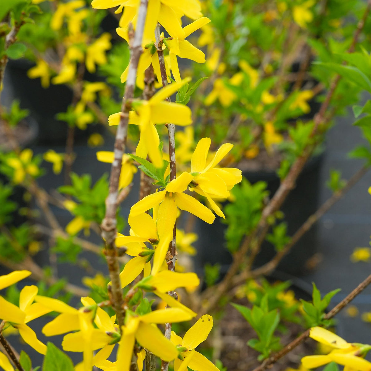 Lynwood Gold Forsythia foliage stays green through summer and shifts to fall colors