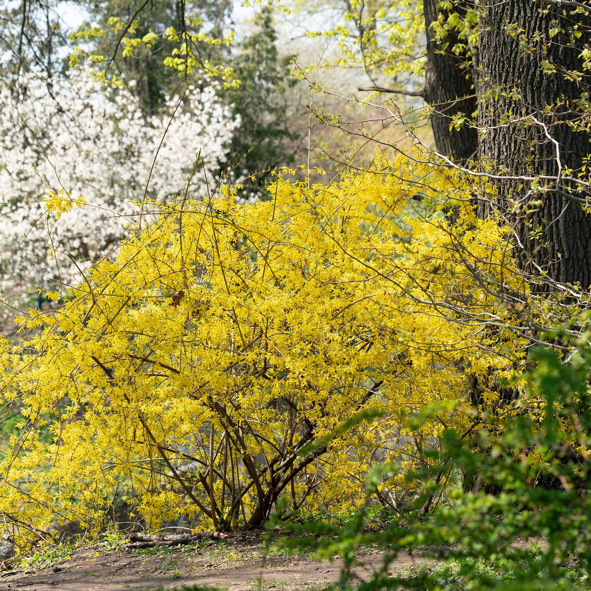 Lynwood Gold Forsythia reaches 5–10 feet for a bold privacy hedge