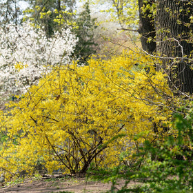 Lynwood Gold Forsythia reaches 5–10 feet for a bold privacy hedge