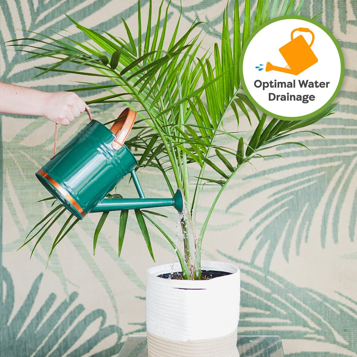 Perfect Plants Monstera and Spider Plants thriving in balanced mix.