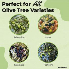 Perfect Plants olive tree feeding dilution shows easy measurement for precise feeding.