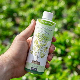 Perfect Plants olive tree fertilizer application during dormant season helps sustain health.