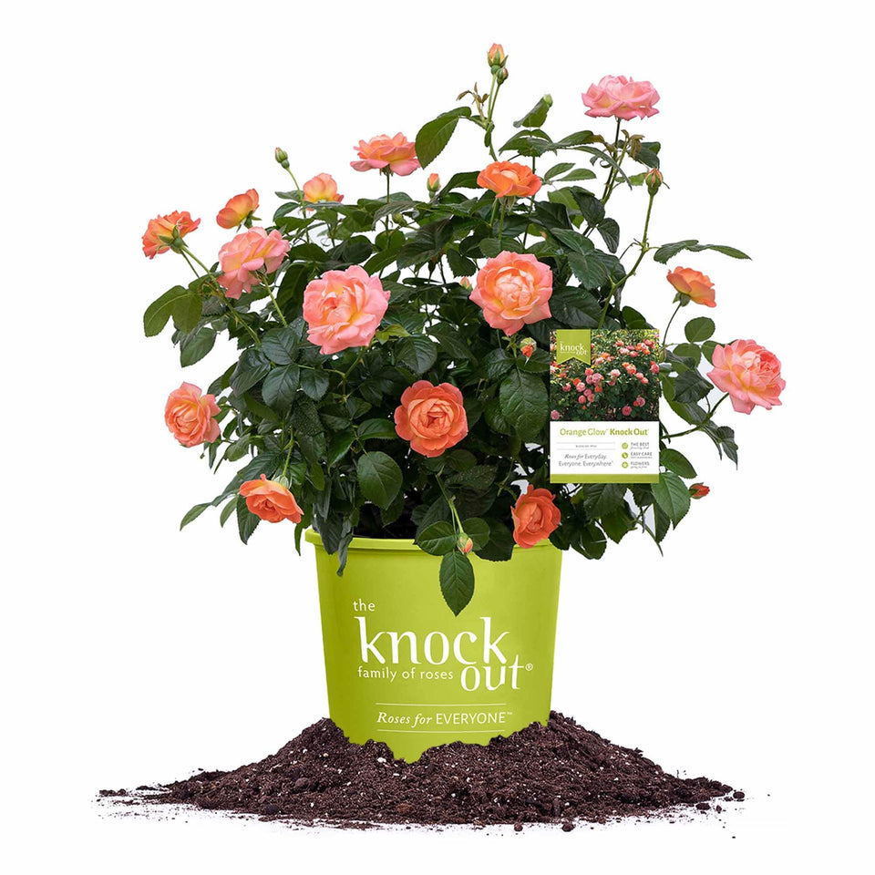 Perfect Plants Orange Glow Knock Out Rose Bush bloom display in sunny gardens