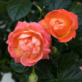 Perfect Plants Orange Glow Knock Out Rose Bush lush green foliage backdrop