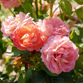 Perfect Plants Orange Glow Rose Bush thrives in full sun