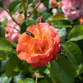 Perfect Plants Orange Glow Knock Out Rose Bush compact 4-5 ft size