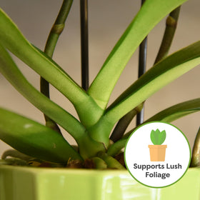 Perfect Plants Orchid Mix drainage focus for proper water flow