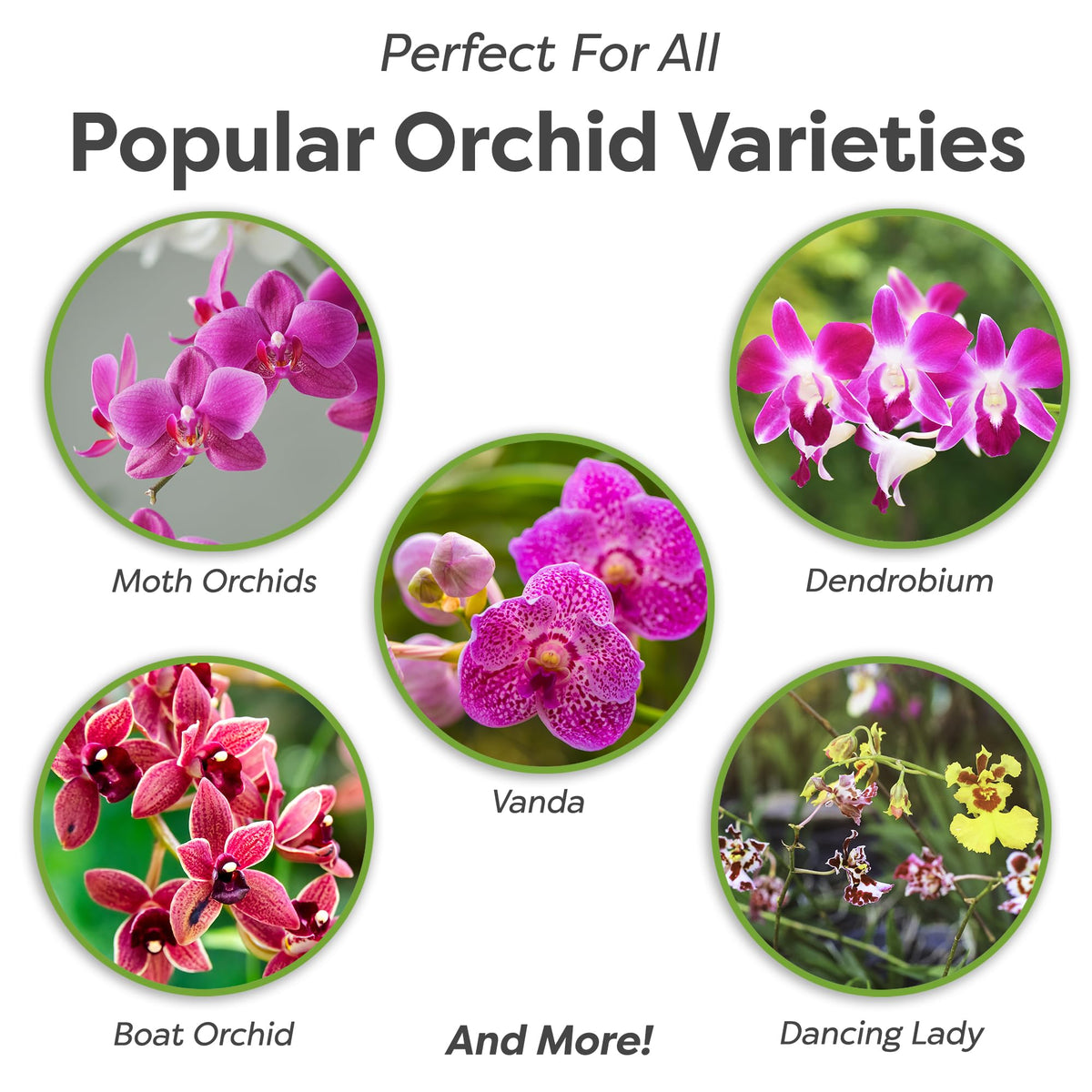 Perfect Plants Orchid Potting Mix texture closeup highlighting charcoal, sponge rocks, and bark for aeration