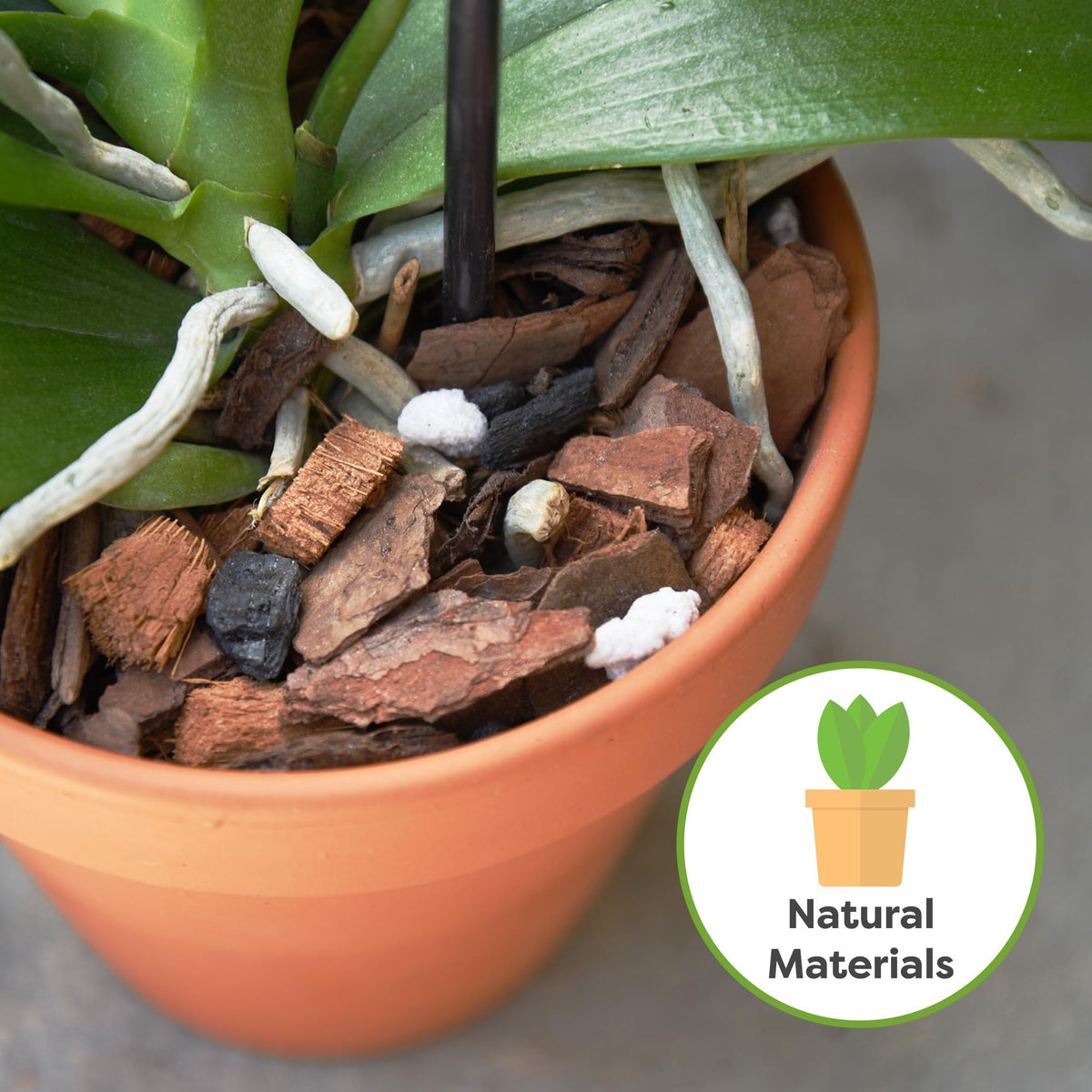 Perfect Plants Orchid Roots in Mix showing roots climbing through loose media