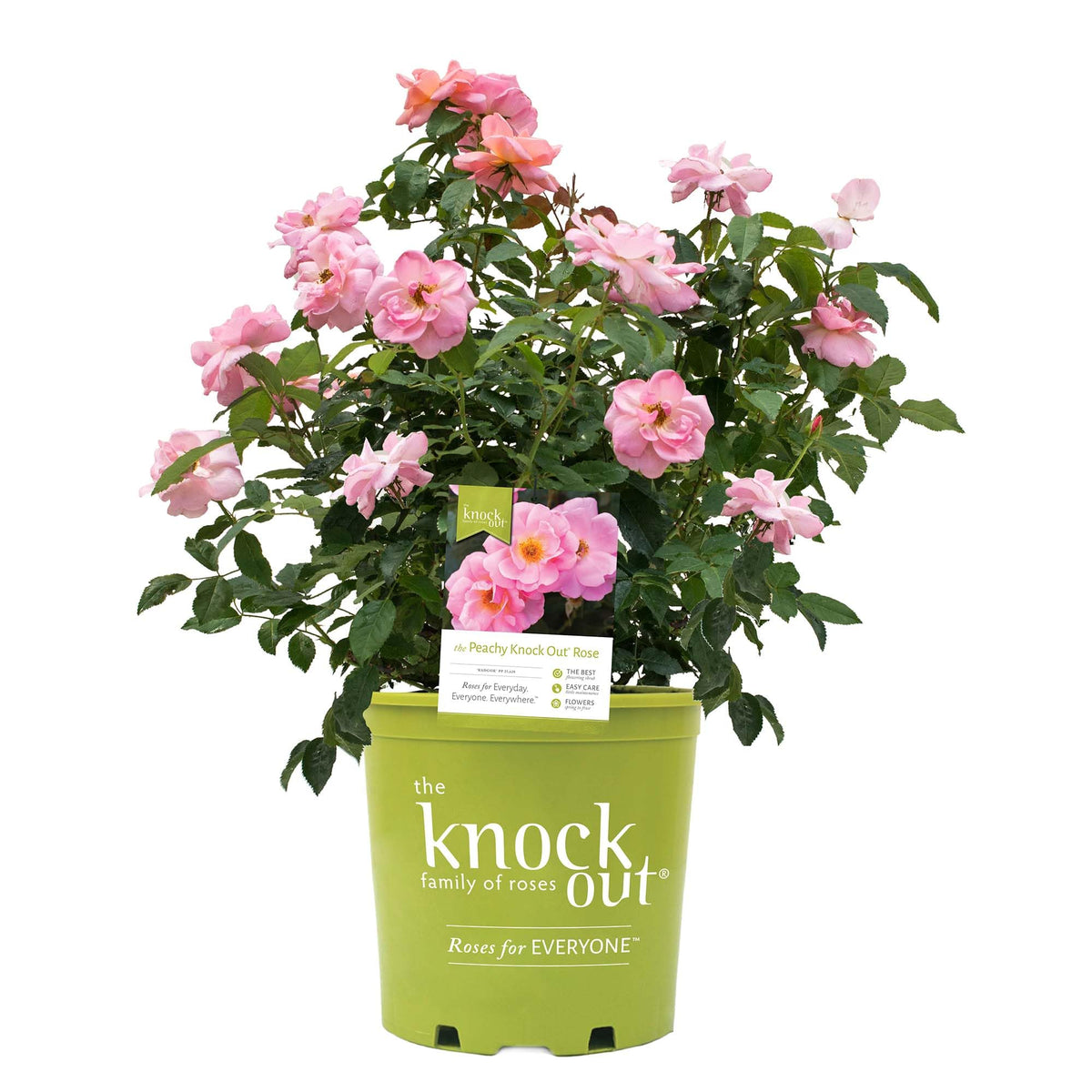 Perfect Plants Peachy Knock Out Rose bloom close-up highlights peach-pink petals for vibrant garden color.