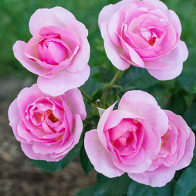 Perfect Plants Peachy Knock Out Rose care guide for easy maintenance and pruning tips.