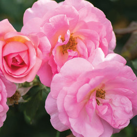 Perfect Plants Peachy Knock Out Rose thriving in full sun, delivering strong color and vigor.