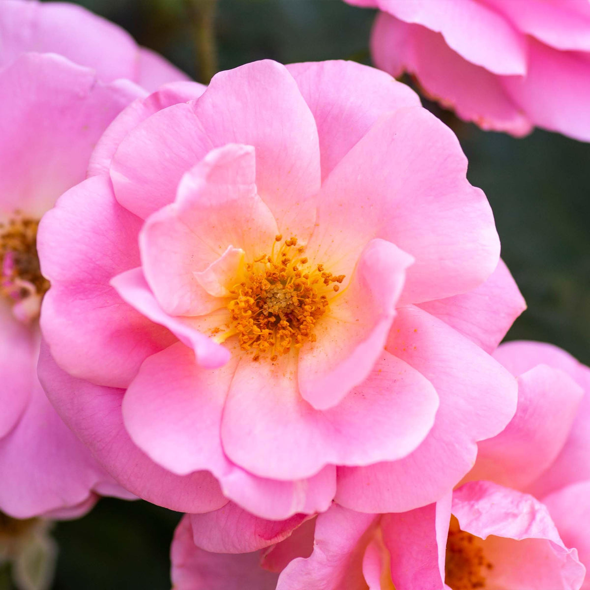 Perfect Plants Peachy Knock Out Rose flowering clusters attract pollinators like bees and butterflies.
