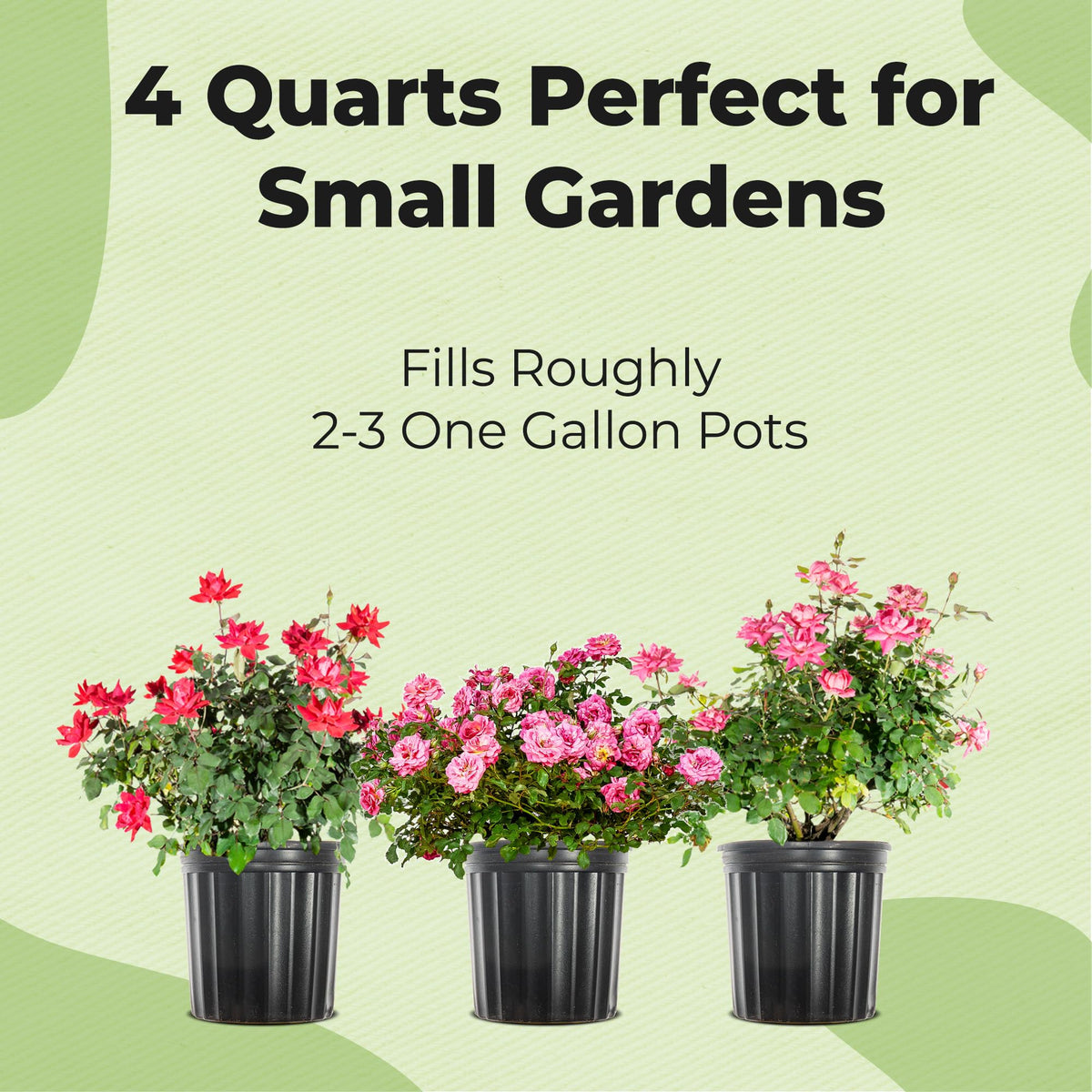 Composted pine bark in Perfect Plants mix supports robust rose root growth.