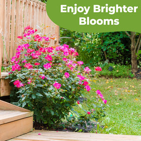 Perfect Plants Rose Potting Mix with granular fertilizer for steady feeding.