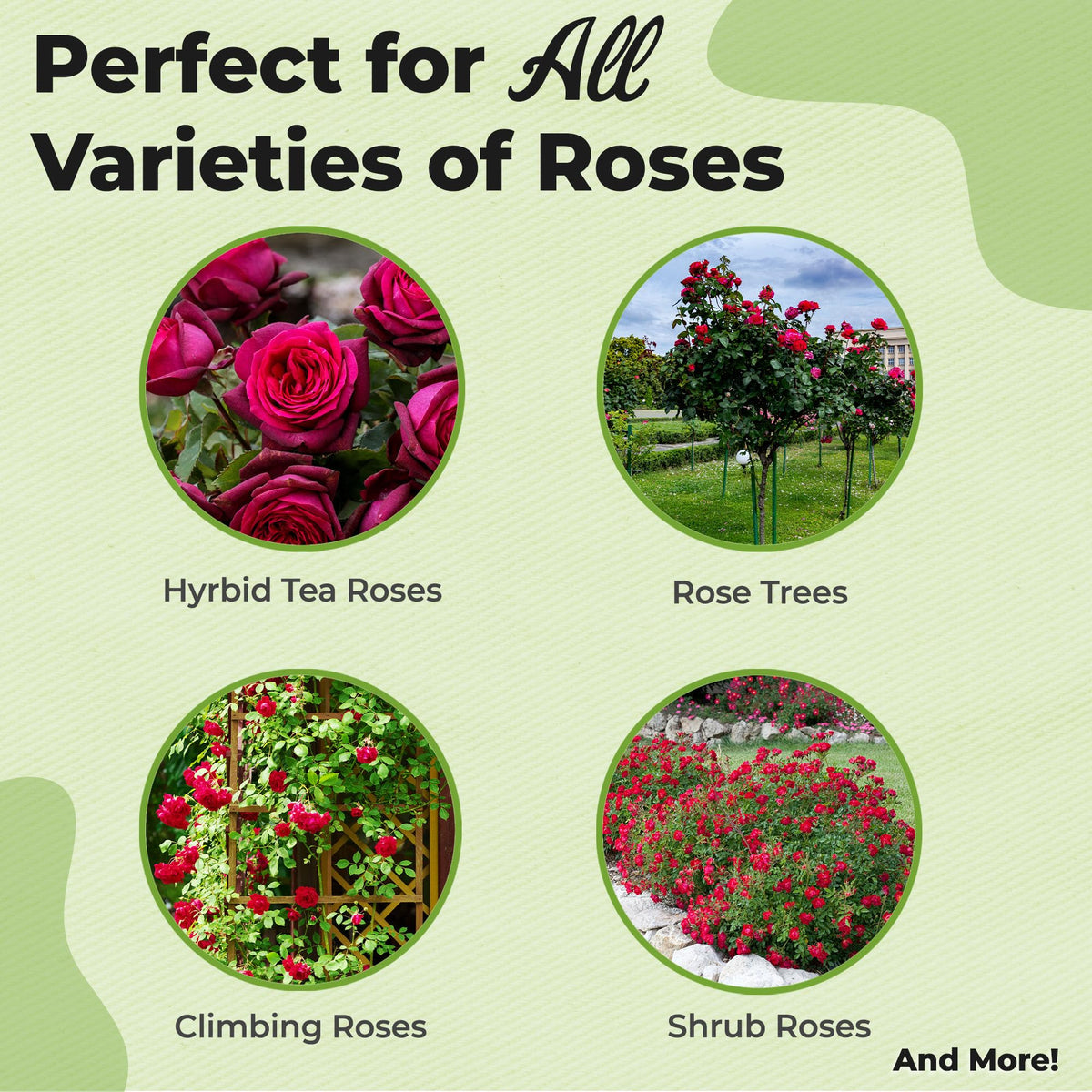 Perfect Plants Rose Potting Mix 4qt bag provides long-lasting nutrition for vibrant blooms.