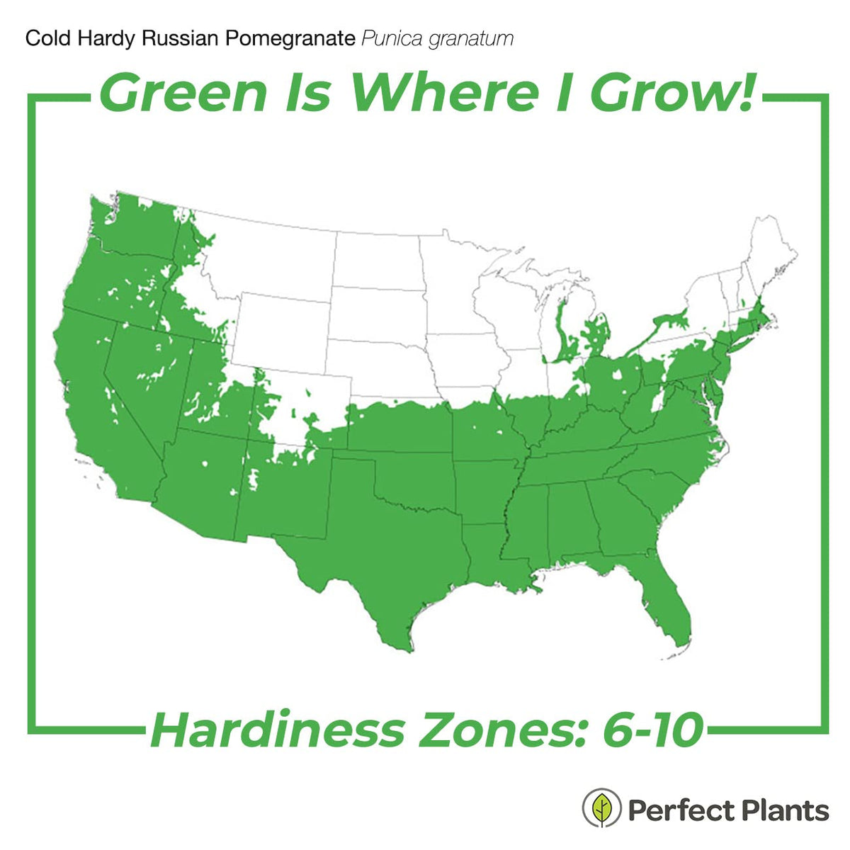 Perfect Plants Russian Pomegranate glossy green leaves on a compact shrub