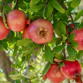 Perfect Plants Russian Pomegranate ornamental shrub with showy blossoms
