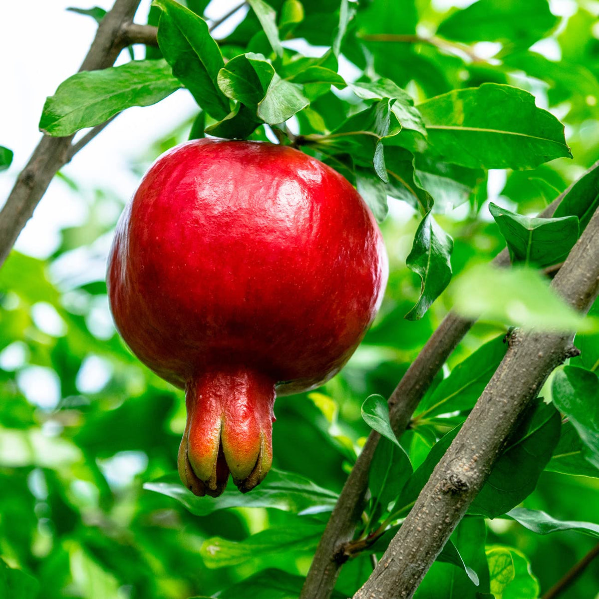 Perfect Plants Russian Pomegranate fruit ripening hinting at autumn harvest