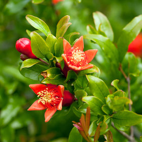 Perfect Plants Russian Pomegranate tree showing compact growth habit for small gardens