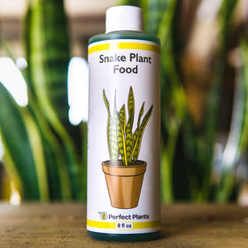 Perfect Plants supports strong growth when used with mother-in-law's tongue and other sansevieria.