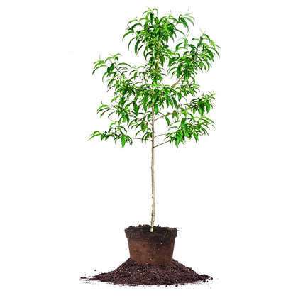 Perfect Plants Santa Rosa Plum Tree front view for landscape fit.