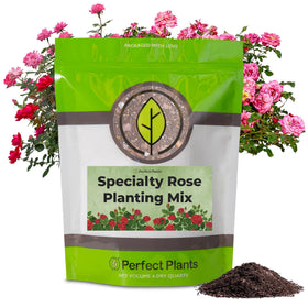 Perfect Plants specialty rose planting mix 4qt bag boosts drainage for vibrant roses.