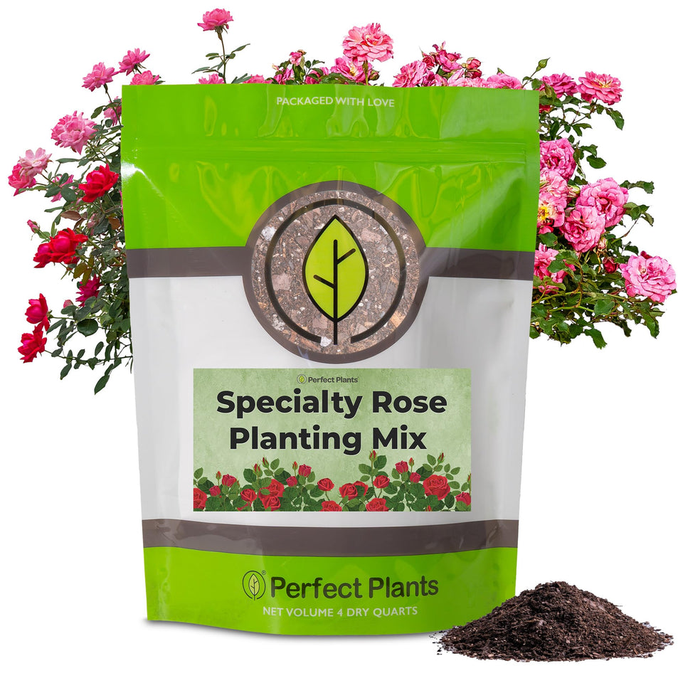 Perfect Plants specialty rose planting mix 4qt bag boosts drainage for vibrant roses.