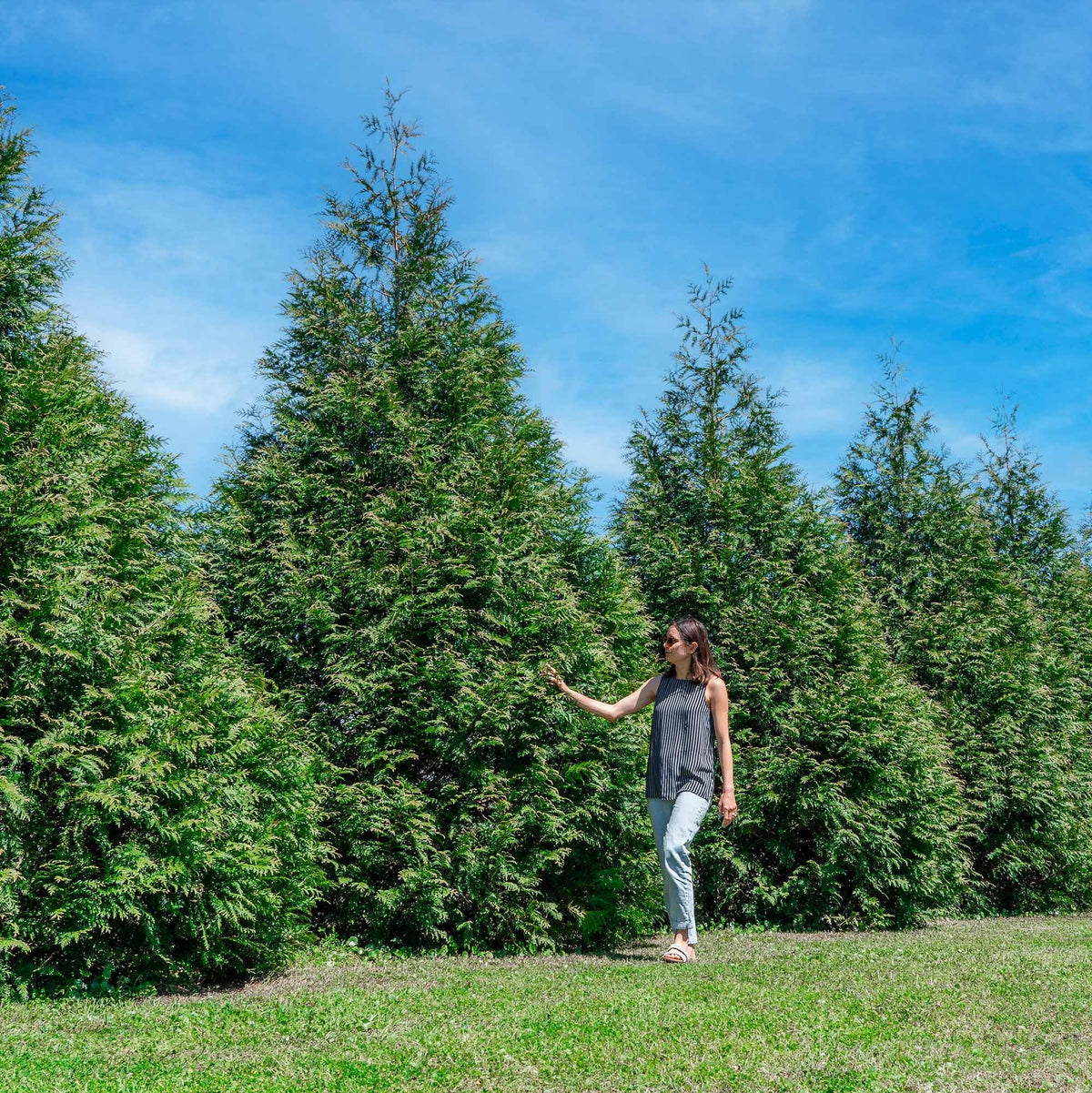 Perfect Plants Thuja Green Giant deer-resistance supports low-maintenance border planting.