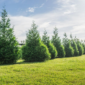 Perfect Plants Thuja Green Giant mature size highlighting a towering landscape backdrop.