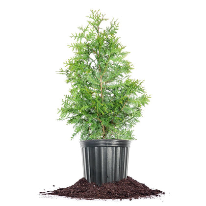 Perfect Plants Thuja Green Giant privacy screen with lush year-round foliage for natural screening.