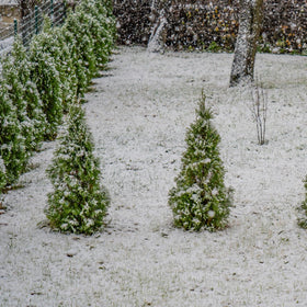 Perfect Plants Thuja Green Giant spring planting promotes healthy root establishment.
