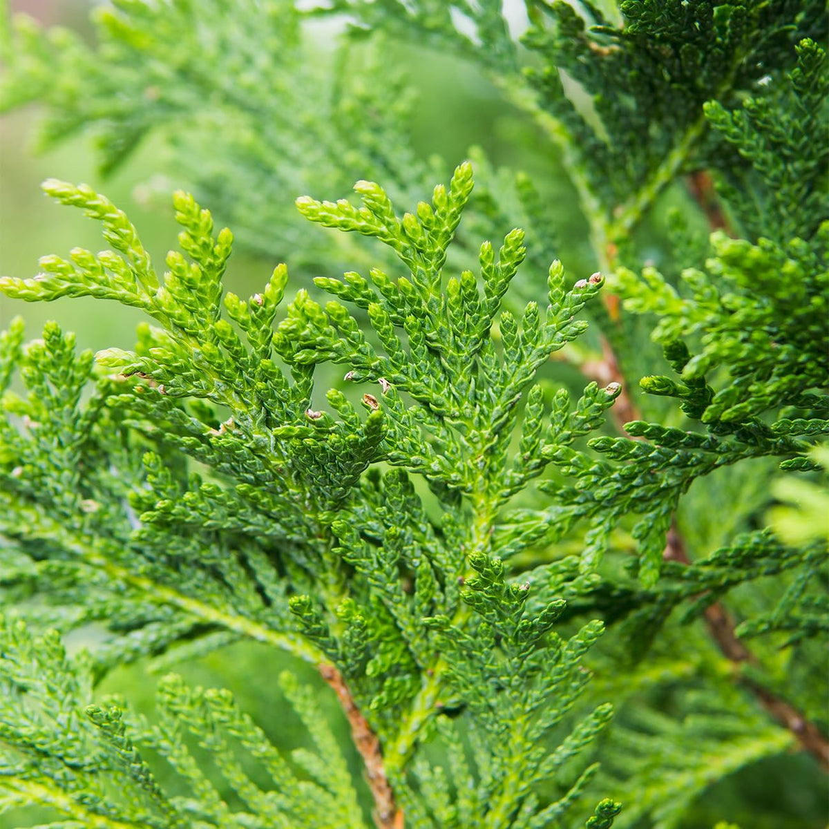 Perfect Plants Thuja Green Giant year-round foliage offering vibrant color in every season.