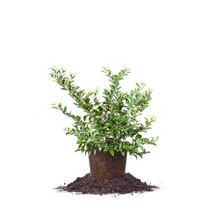 Perfect Plants Tifblue blueberry plant in pot, ready for patio cultivation.