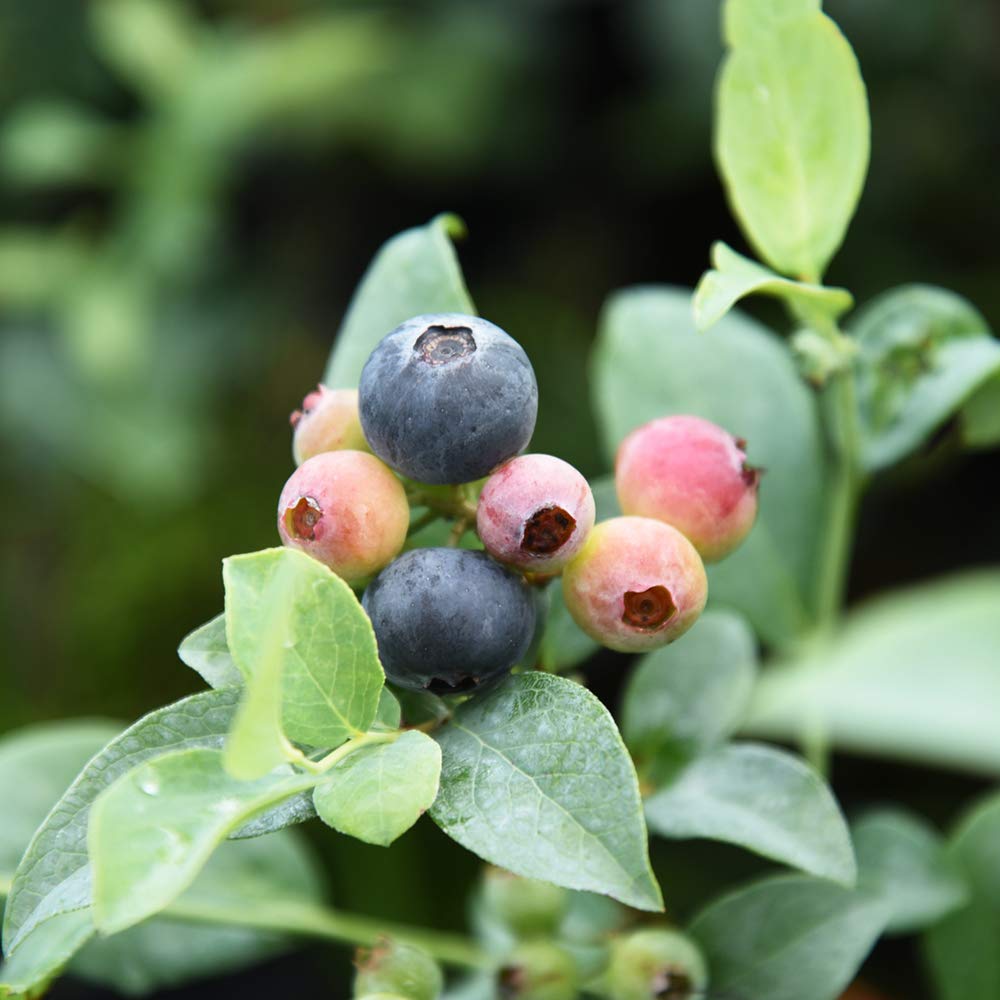 Perfect Plants Tifblue fruit berries, ready for fresh snacking.