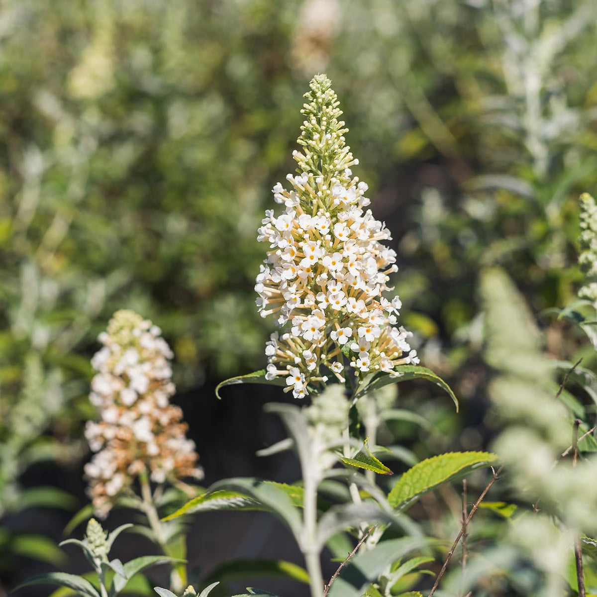 PERFECT PLANTS White Profusion Butterfly Bush planted in a garden with vibrant blooms.